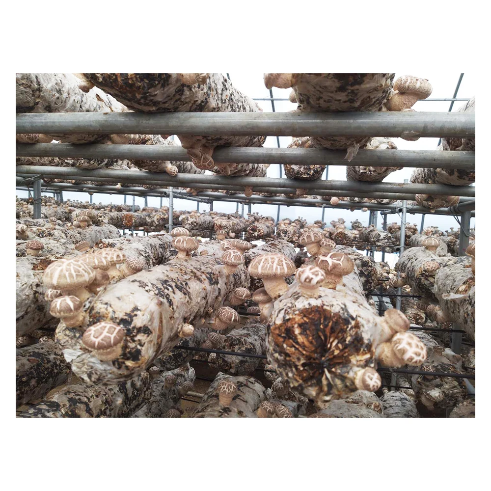 
Hot selling shiitake mushroom spawn bag dehydrate vegetables 