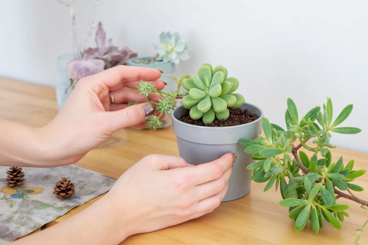 how to water indoor succulent plants