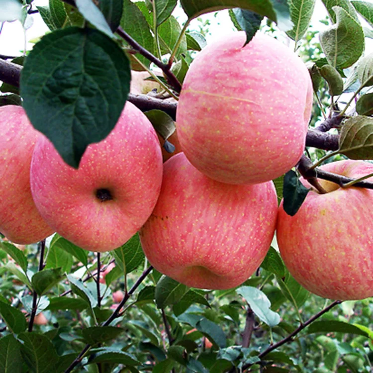 
2019 new fresh fruits red China Fuji apples 