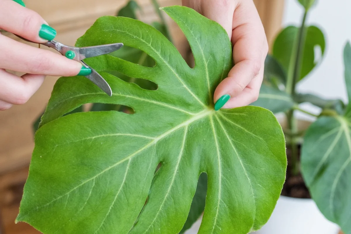 how to trim a monstera plant
