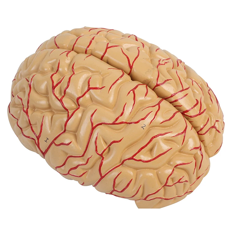 Teaching Large Slicing Educational Human Anatomy Medical Brain Model supplier