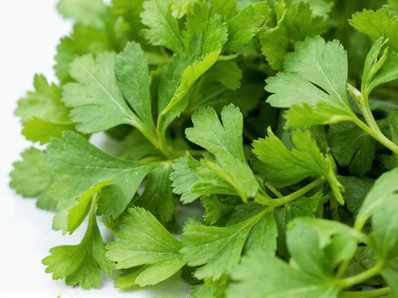 Cilantro vs Coriander: Same Plant, Different Names