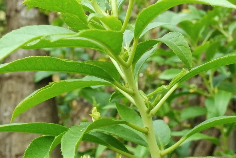 Szechuan Tea and Medicine