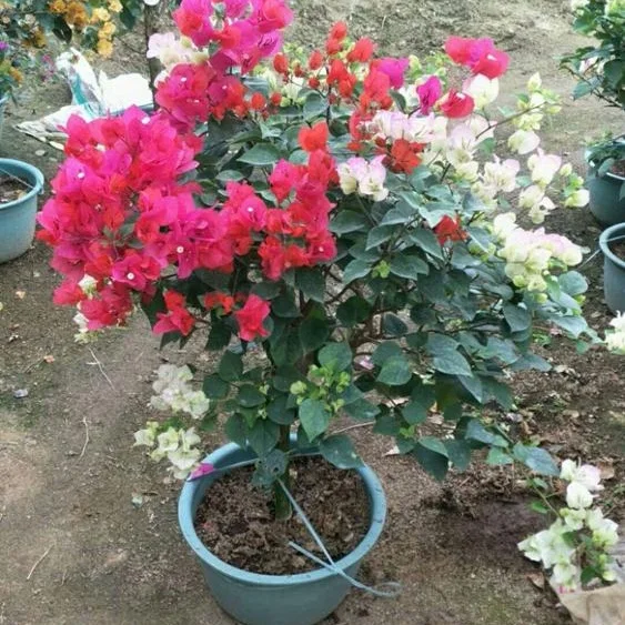 
whole sale high quality bougainvillea colorful 