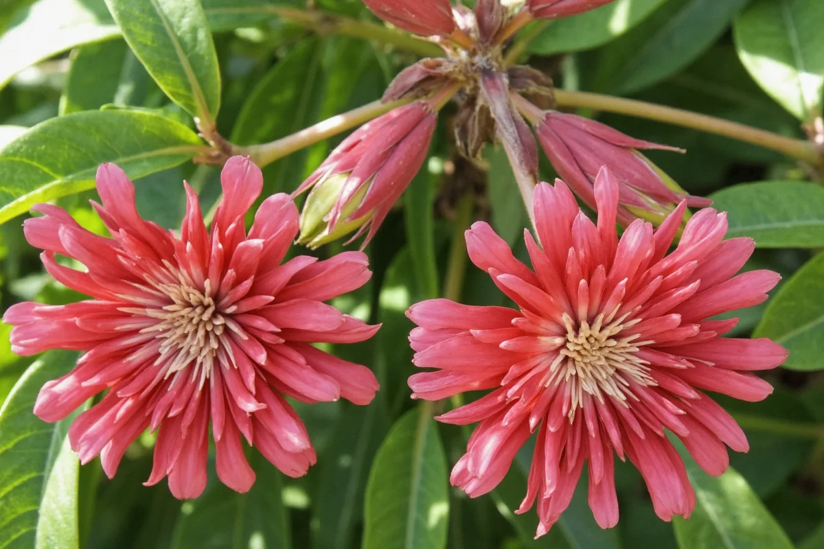 do prayer plants bloom