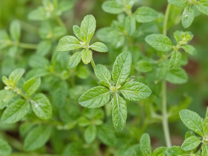 Thyme Plant Identification: Visual Characteristics Explained