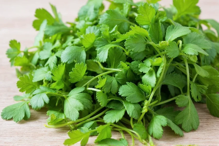 How to Freeze Coriander: Best Methods for Long-Term Storage