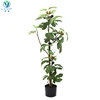 Wholesale Hot sale Ficus carica stem cut seedling/Fig fruit tree stem cutting for planting