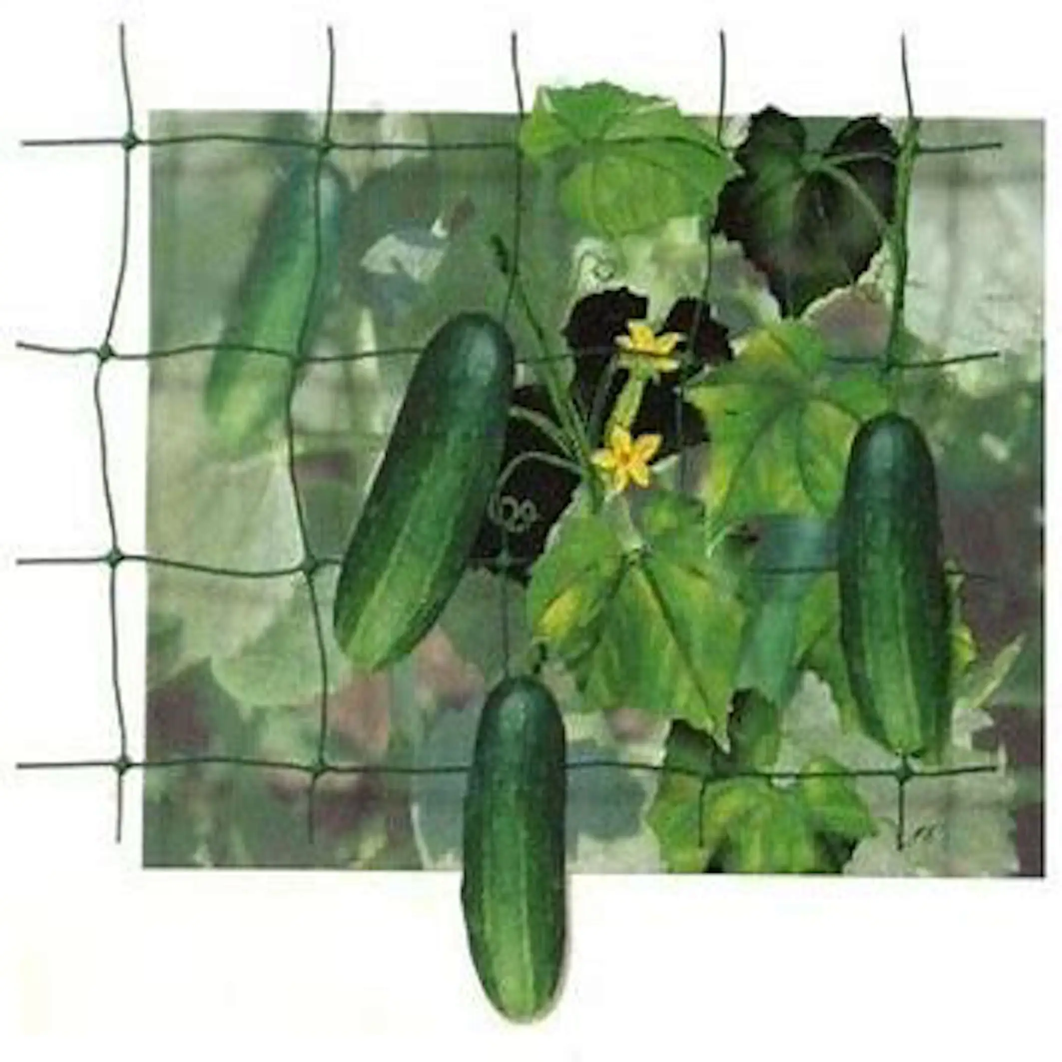 Plastic Netting Used For Plant Support Net Net Tomato Plants Climbing