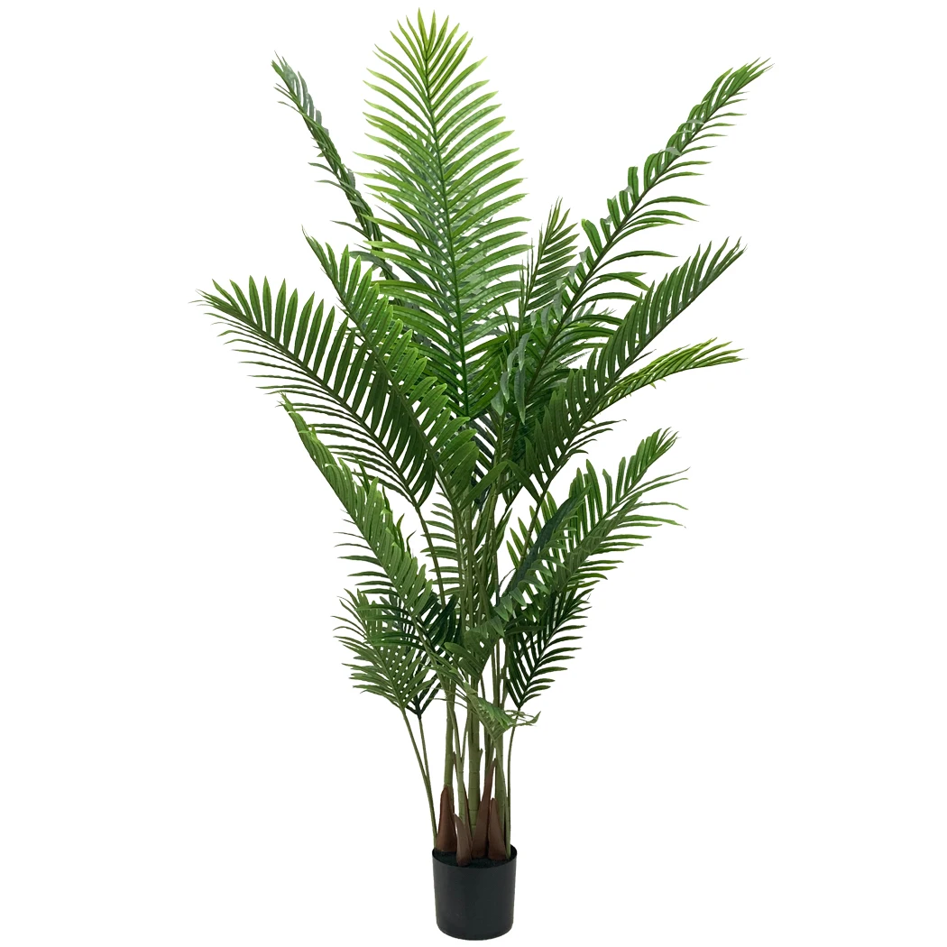 In Stock Cycus Cycas Curved Coconut Trees Palms Outdoor Leaves 210 ...