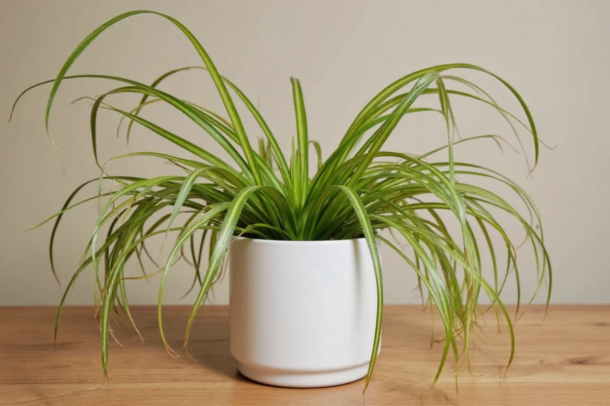 are spider plants toxic for cats