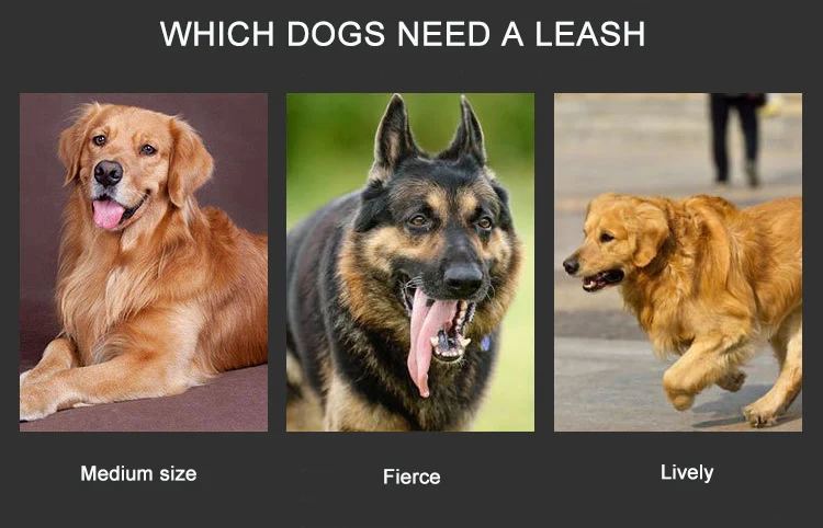 Nylon Dog Leash With Pet Chest Harness Set