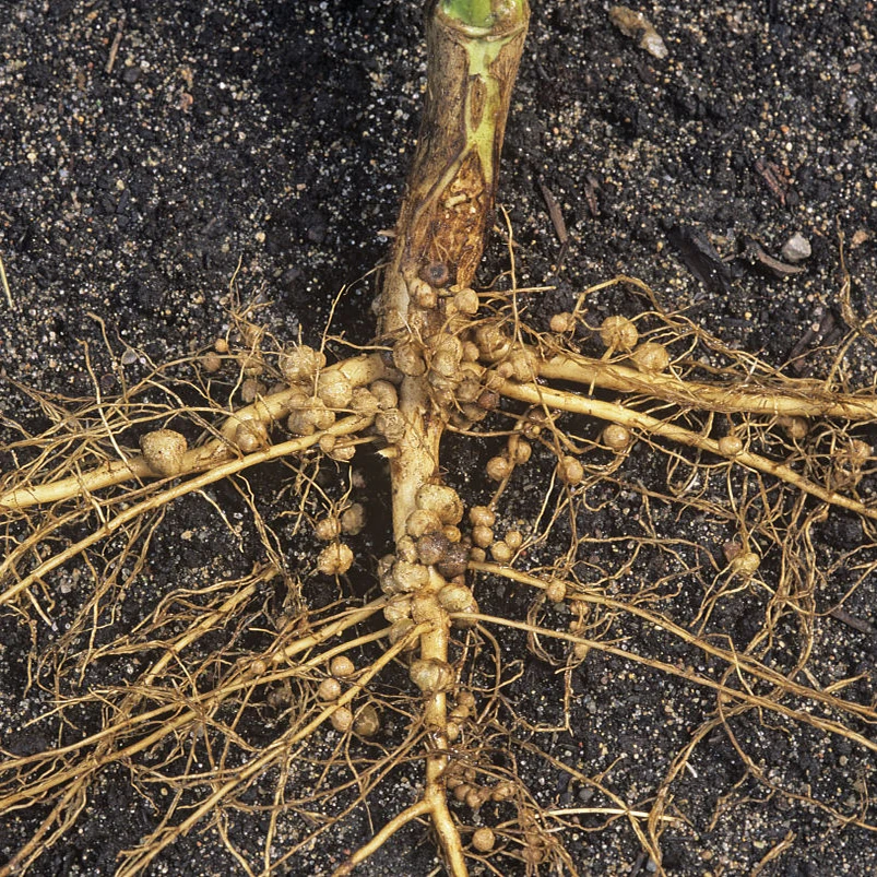 
bio fertilizerbioazotobacter rhizobium rhizobium biofertil rhizobium bacteria biological fertilizer 