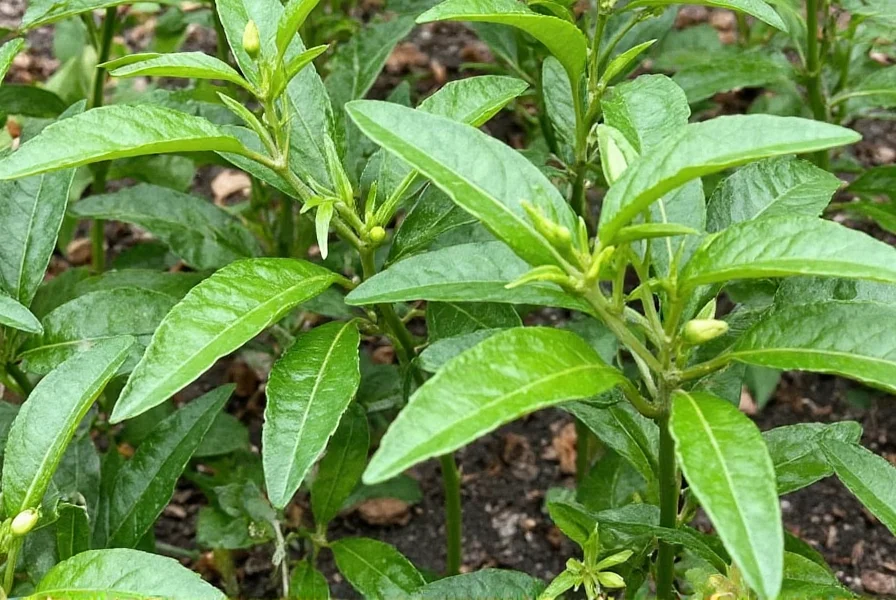 Optimal Pepper Plants Spacing Guide for Maximum Yield