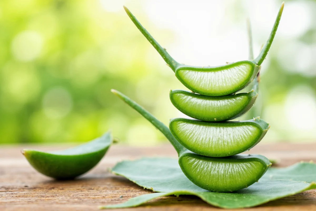 how to preserve aloe vera plant