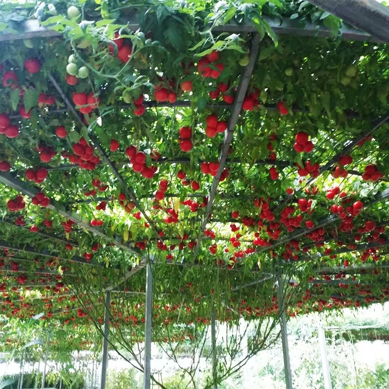 
Supply Hybrid High Quality Hot Sale Tomato Tree Seeds In China 