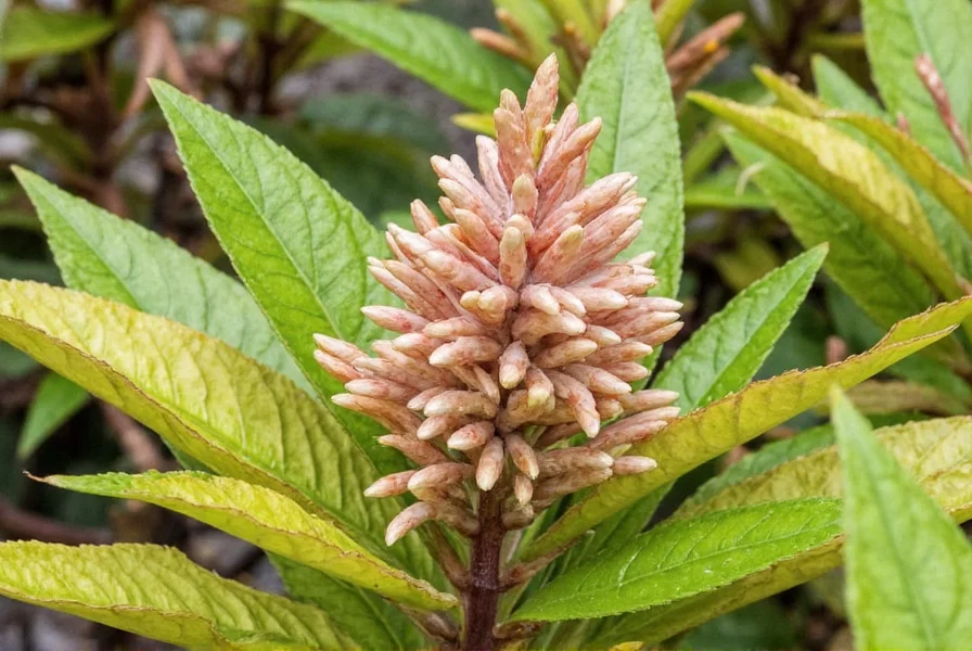 Ginger Frost: Complete Guide to the Variegated Ginger Plant