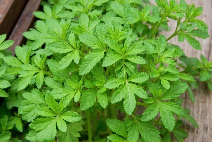 Incompatible plant combinations for coriander showing fennel and dill causing pest outbreaks