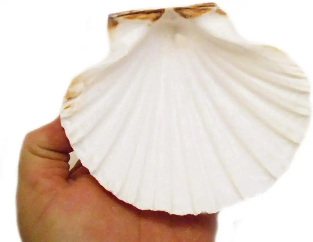 
Scallop Shells Bulk for food /DIY Seashell Crafts 