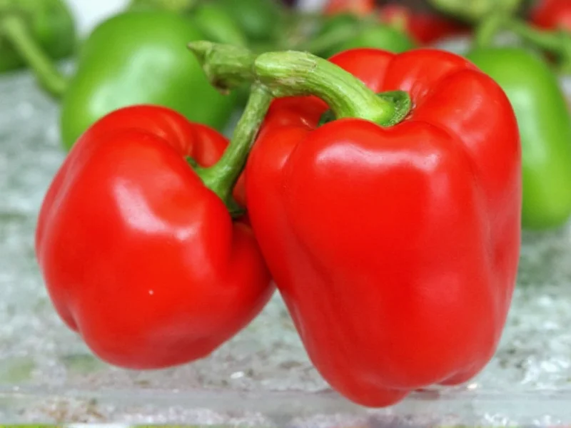 Habanero Pepper SHU Range: 100,000-350,000 Scoville Units