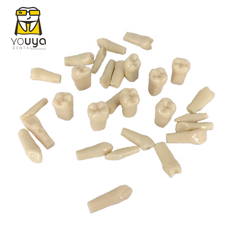 Diurnal 500 Model Teeth Practice Teeth And Replace Teeth Tooth Model