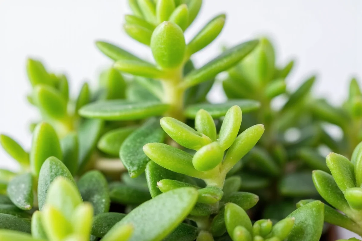 how often to water jade plants