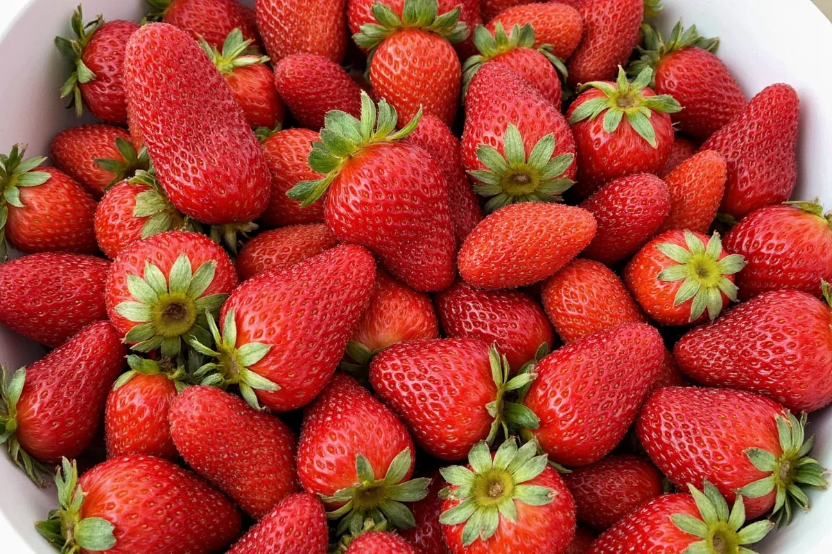 how to grow strawberry plants from runners