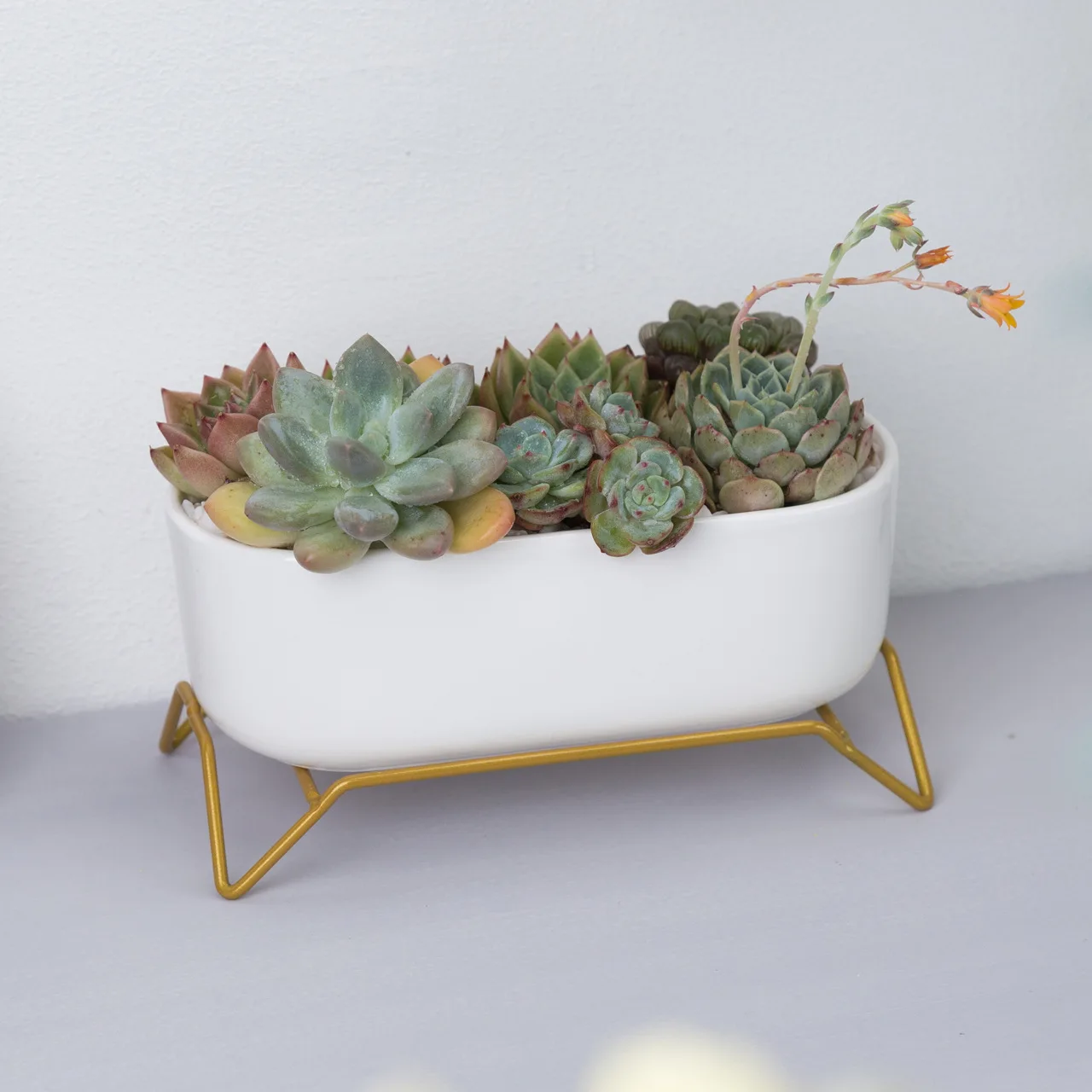 

nordic miniature succulent plant cheap ceramic pot with flower stand for home decor, White