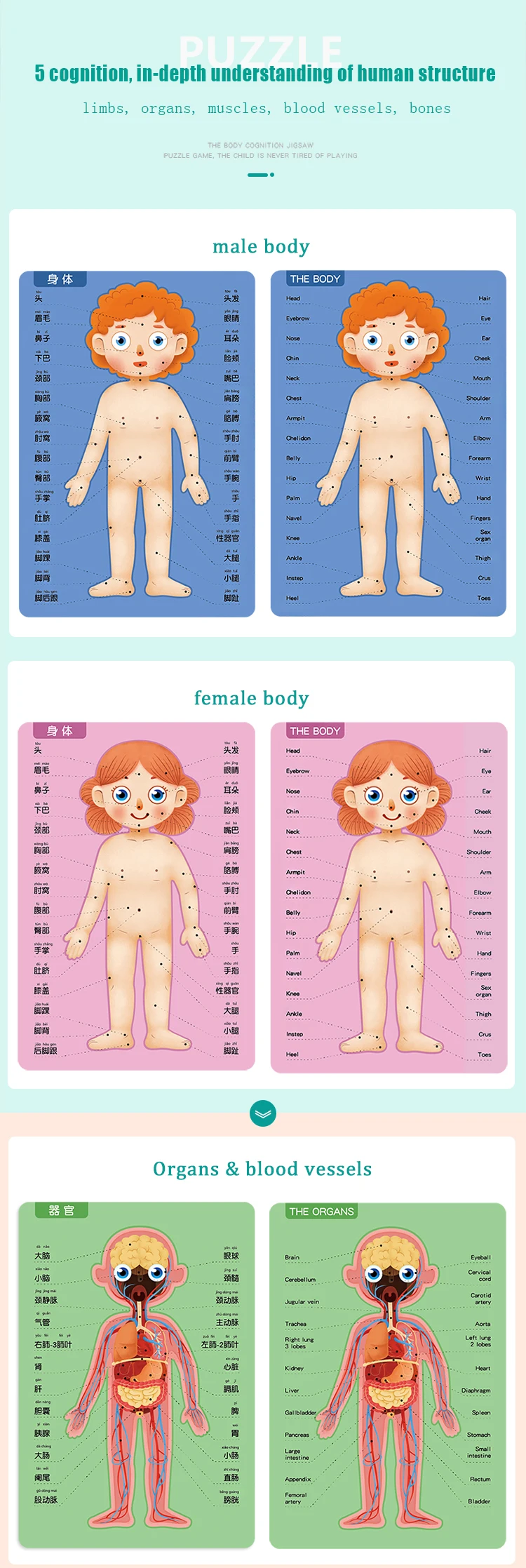 Magnetic Human Body Puzzle Custom Children's Early Educational Toys Back to School Puzzle