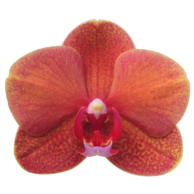 
taiwan phalaseopsis orchid seedlings for sale 