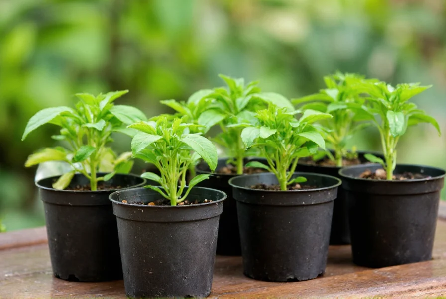 Healthy jalapeno seedlings in small pots ready for transplanting