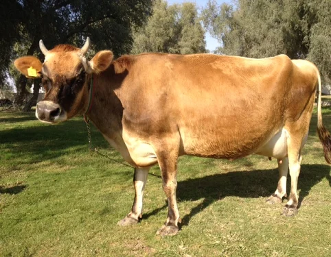 
Jersey cows oxes bulls 