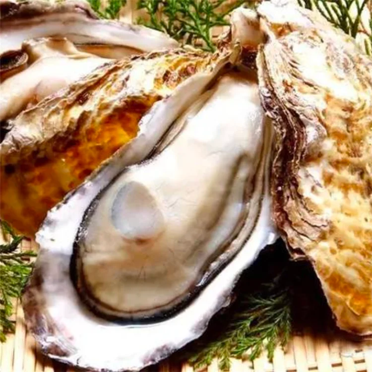 factory wholesale oyster extract 98% oyster meat extract powder