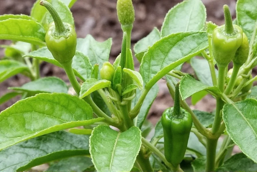 Why Are My Pepper Plants Wilting? A Spicy SOS Guide for Gardeners & Spice Lovers!