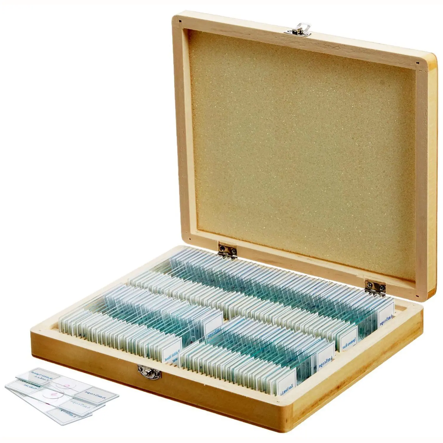 Shockproof Gift Fixed Medical Research 100pcs Microbiology Prepared Slides