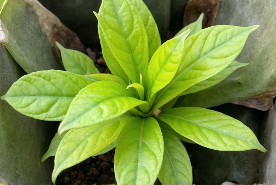 Healthy ginger plant growing in container indoors