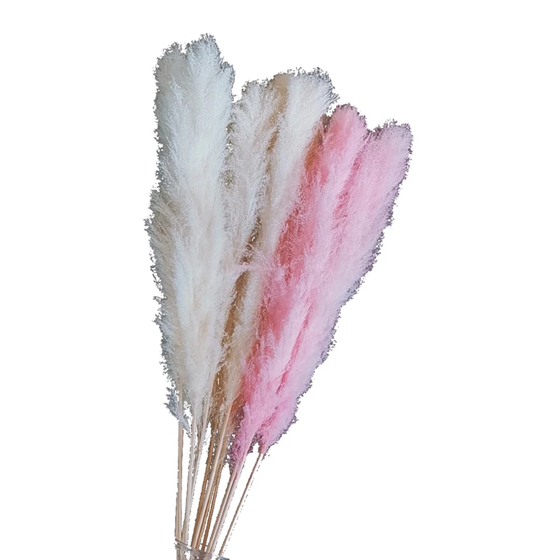 

dried and colored purple Pampas Grass White ornamental Pampas flowers for wedding party and house decor, Customize / color card