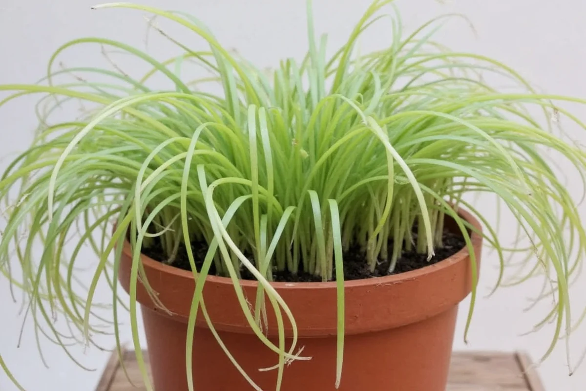 how to care for spider plant babies