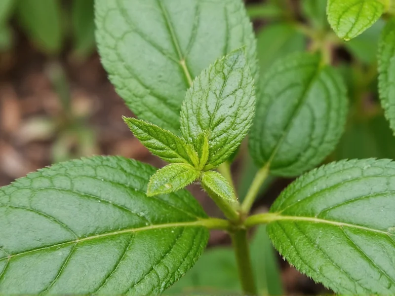 Herb Mace: What It Is and How to Use This Unique Spice