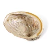 17 cm DIY decoration with natural shell craft original beach abalone shell