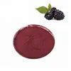 Natural Fresh Juice Powder Anthocyanins Pure Mulberry Fruit Leaf Extract