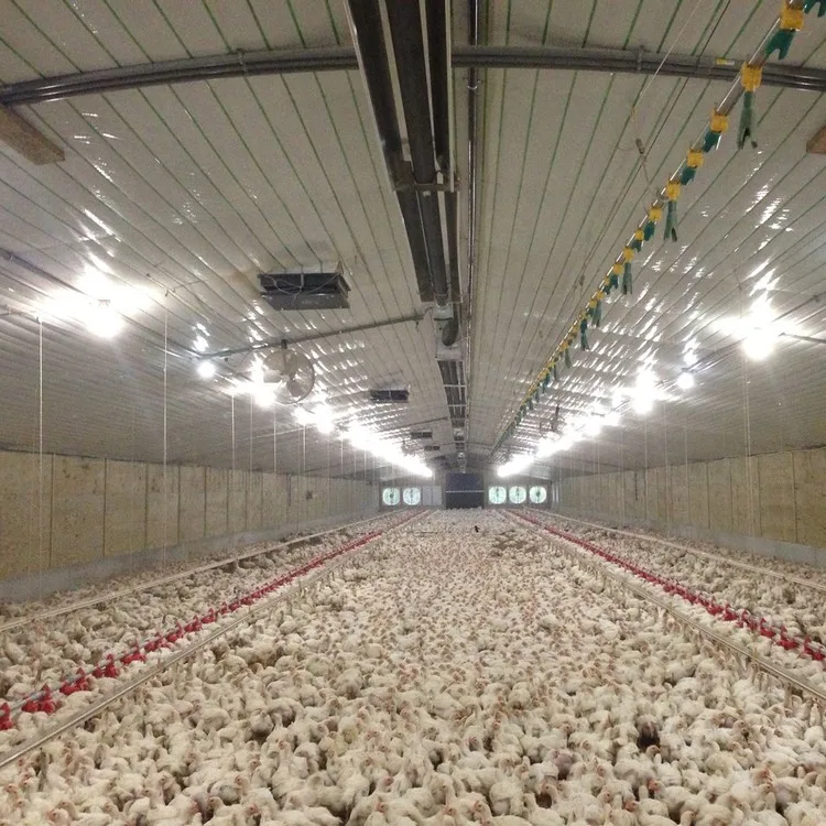 poultry farm chicken house design warehouse