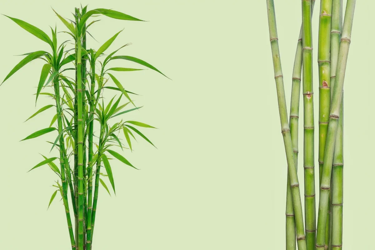 What Do Bamboo Plants Look Like? Visual Guide