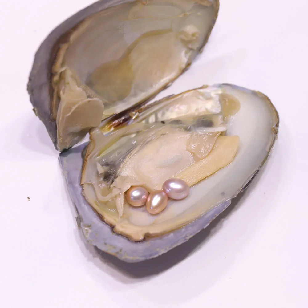牡蛎中的珍珠淡水养殖爱希望珍珠牡蛎里面有 3 颗 5