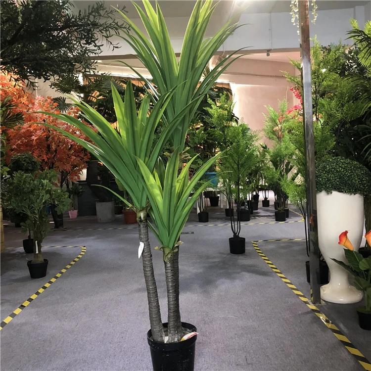 Dracaena  (2).jpg