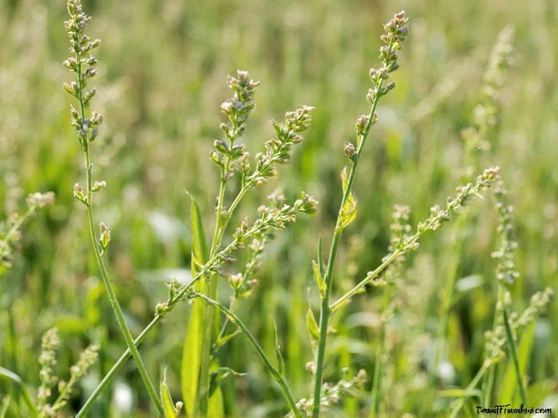 What Is Chive: Complete Herb Guide & Uses