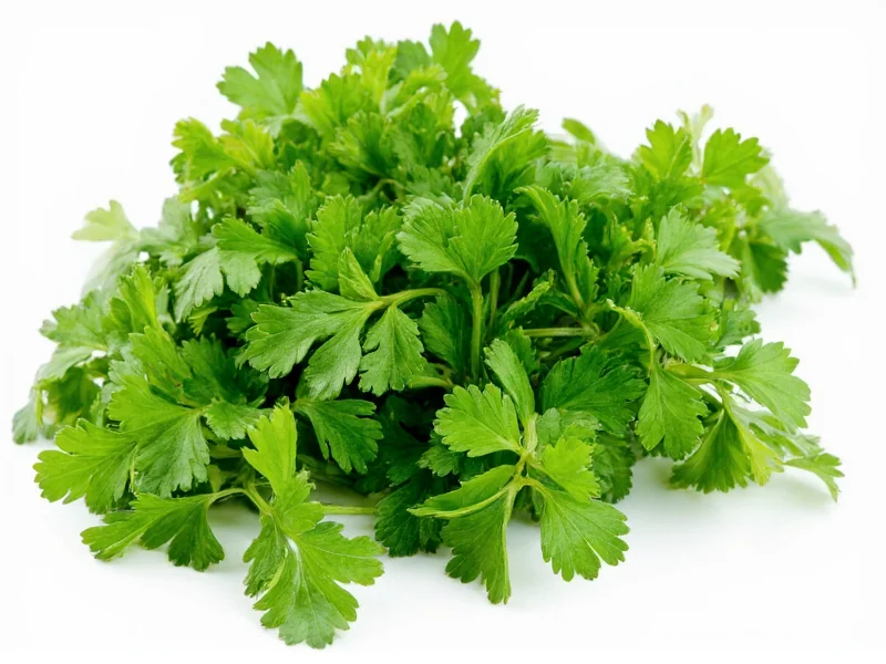 Italian Parsley vs Cilantro: Key Differences Explained