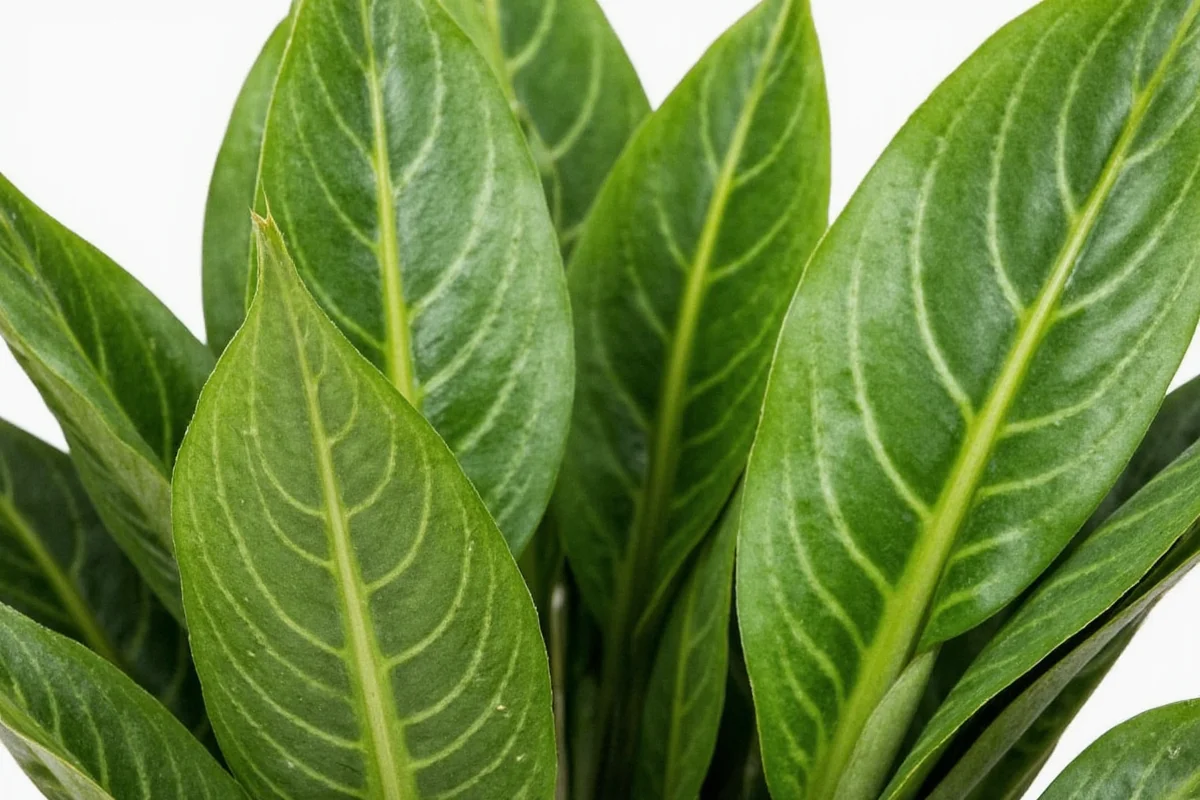 how tall can snake plants get