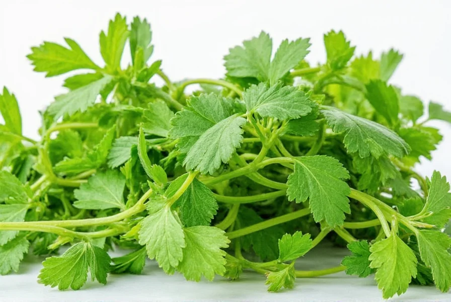 Coriander vs Cilantro: Same Plant Explained