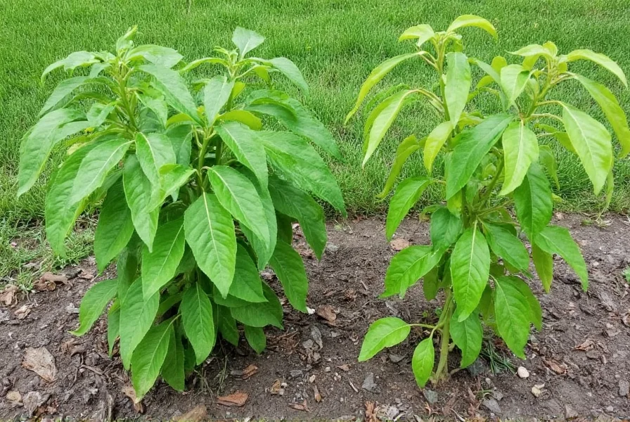 Comparison of healthy bush bean plants versus chili pepper plants in garden setting